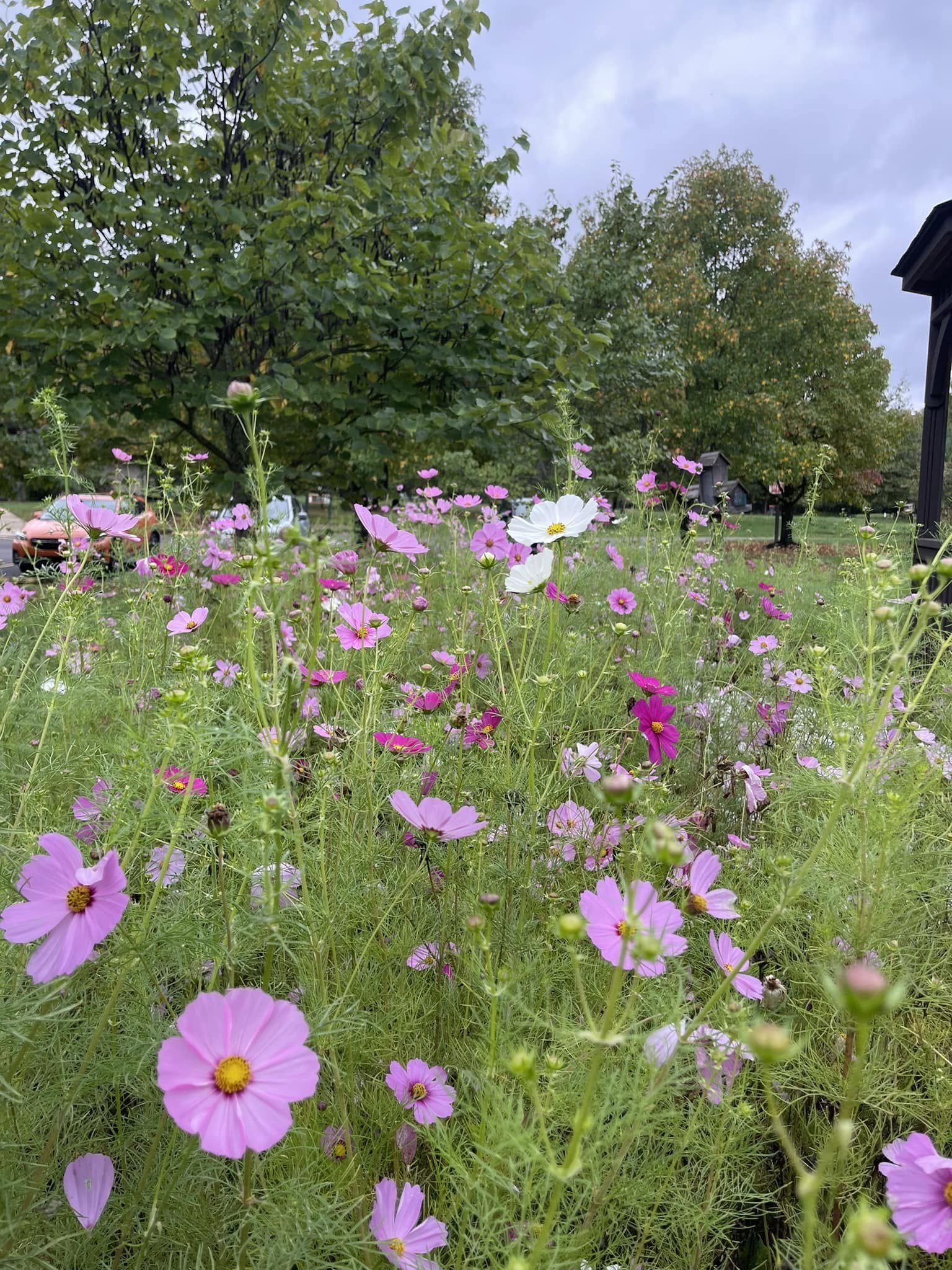 Crooked Creek Lake recreation area wildflower meadow in early fall