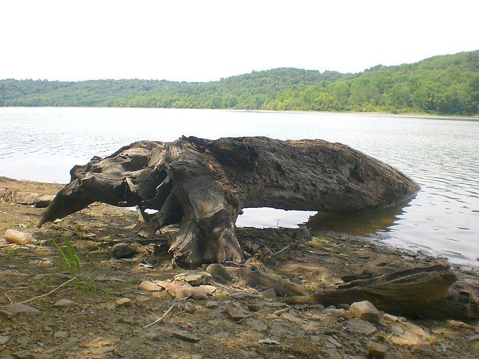 Keystone Lake water and tree-line horizon