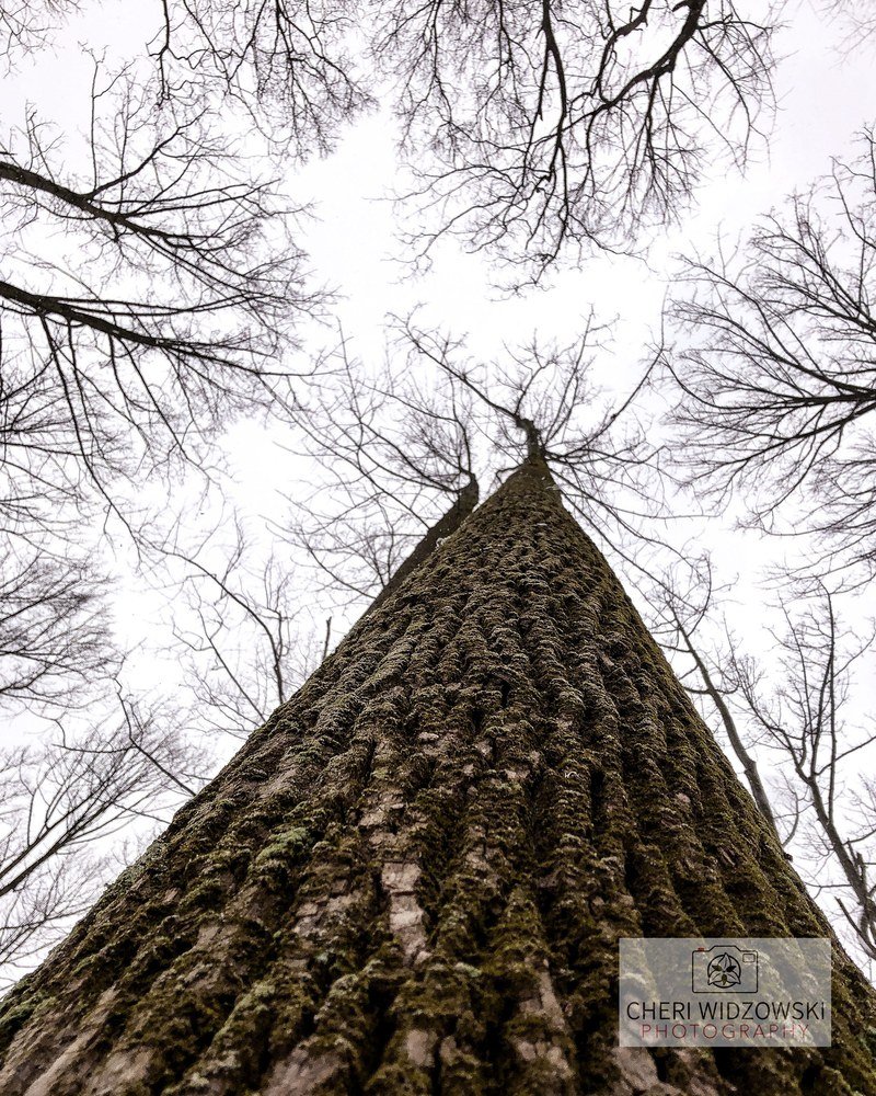 Whites' Woods Nature Center reference photograph 2