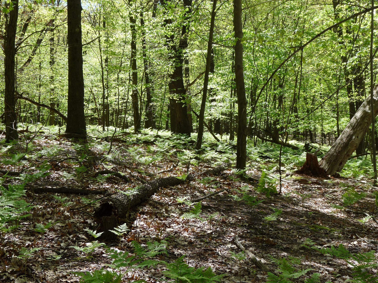 Whites' Woods Nature Center fern-covered forest floor