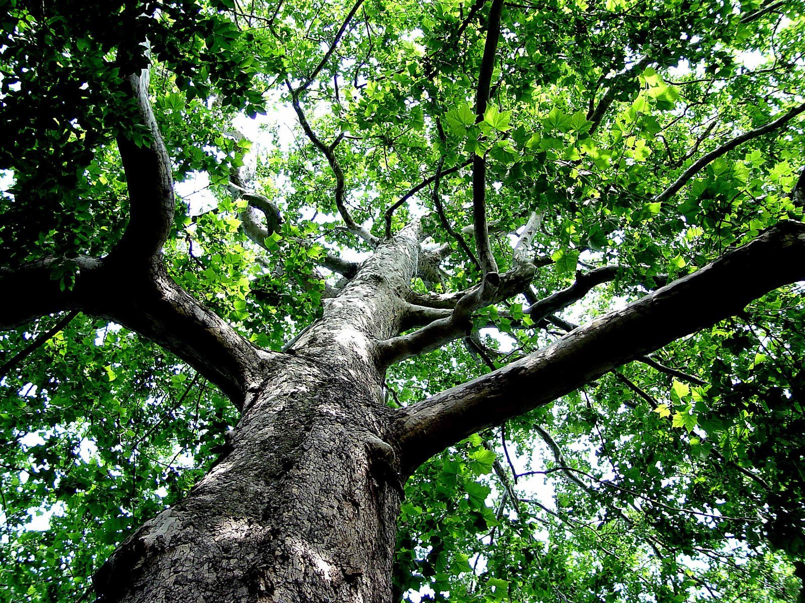 Whites' Woods Nature Center old-growth tree canopy looking upward