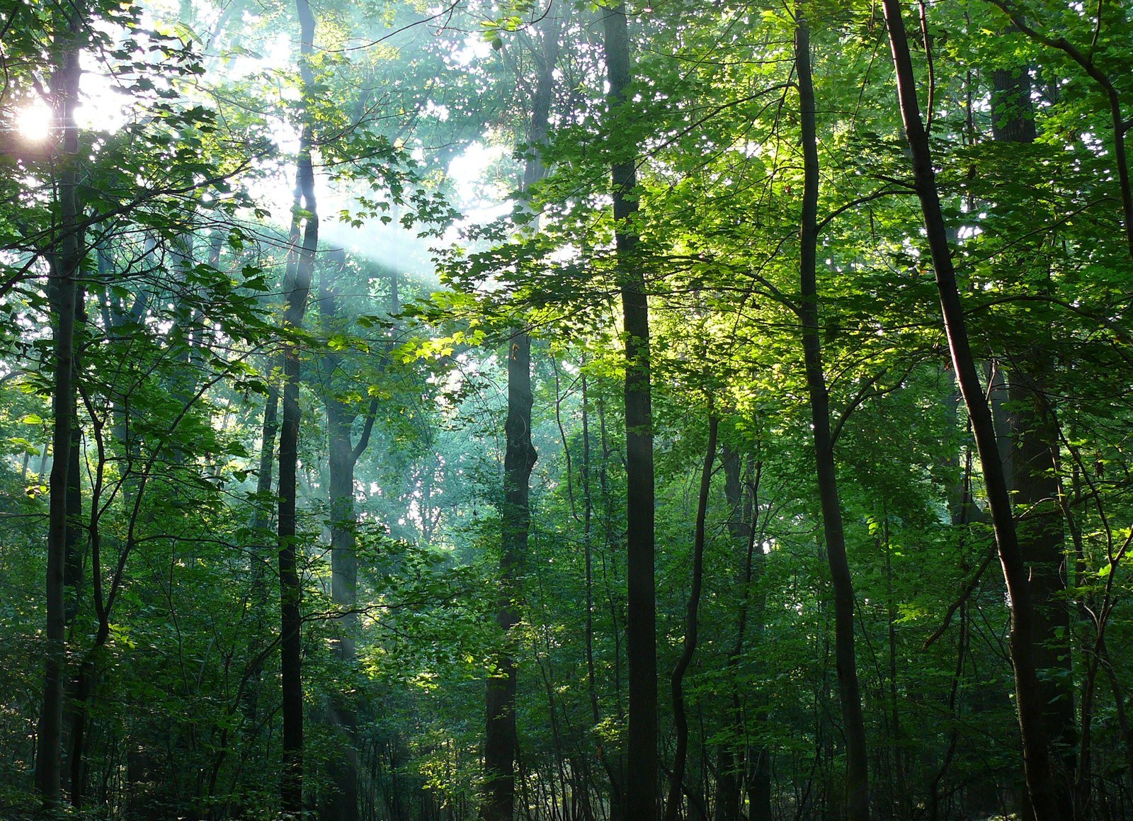 Whites' Woods Nature Center morning light rays through forest